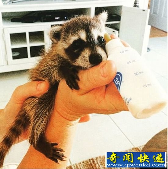 卖萌!浣熊被救后自认为是一只狗狗撒娇