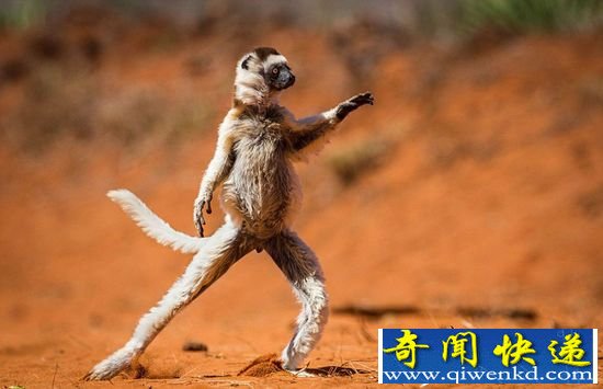 动物摄影奖大赛入围作品曝光 野趣横生