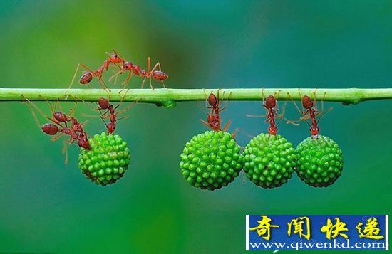 团结就是力量!蚂蚁搬运果实展现惊人协作力