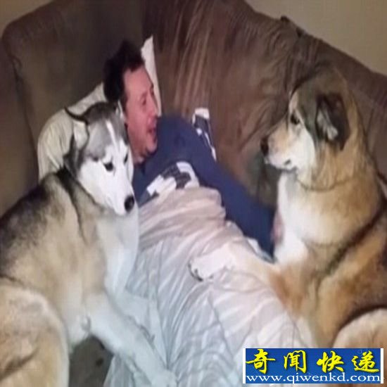 哈士奇见主人独宠同伴醋意大发 为争宠拼尽全力