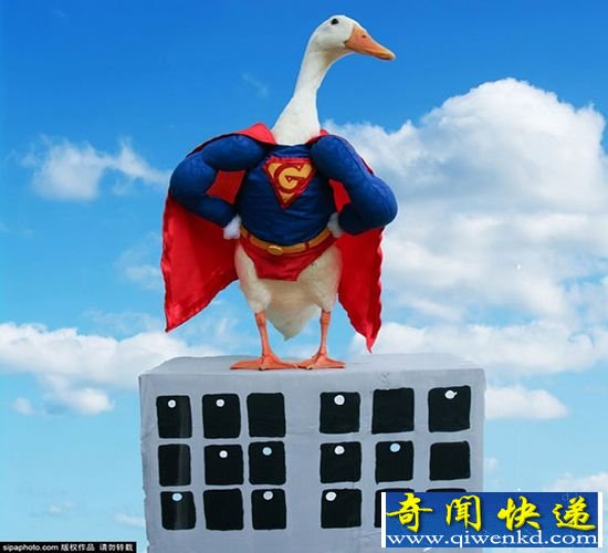 组图:美女打扮爱宠鸭走红网络 造型超萌