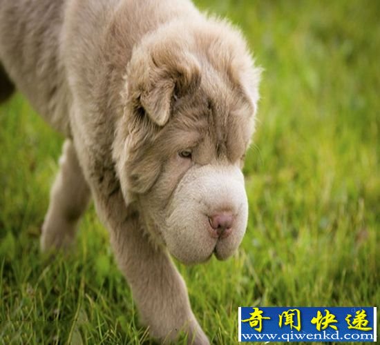 沙皮狗Tonkey呆萌似小熊 憨态可掬粉丝过万