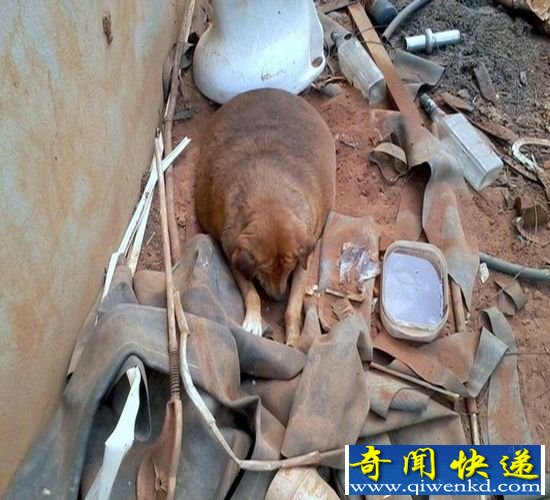 72斤重流浪狗球球 在美女主人关爱下瘦身成功