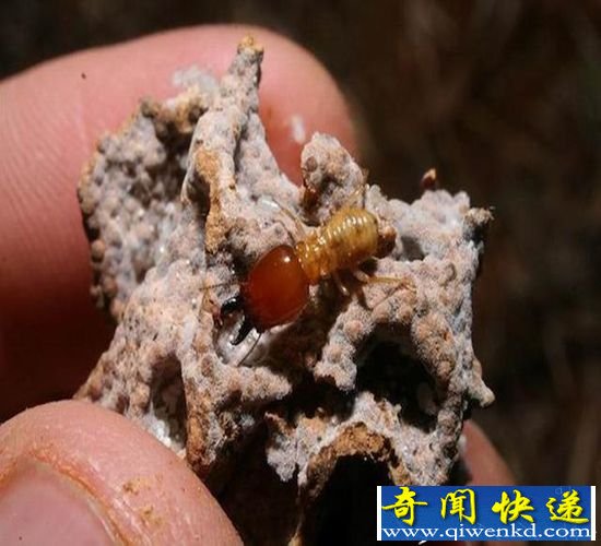 最新研究:白蚁让丘能够使沙漠变成植物绿洲