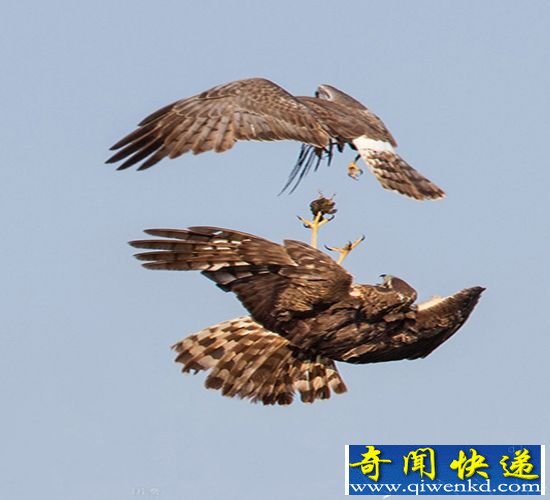 美国摄影师捕捉 罕见白尾鹞高空换食瞬间
