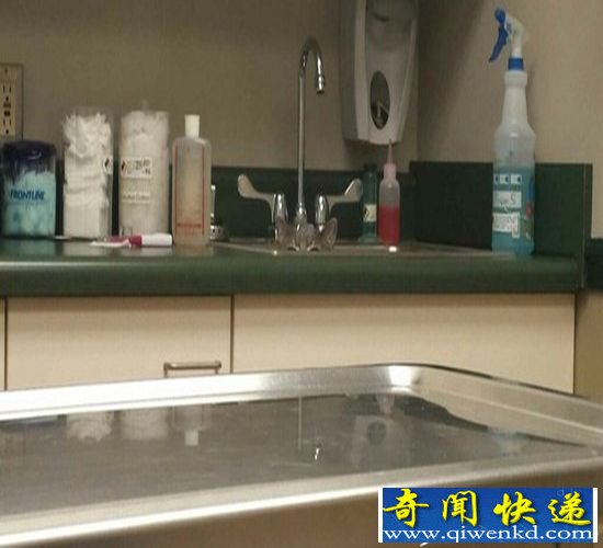 喵星人去看兽医 为了躲兽医使浑身解数