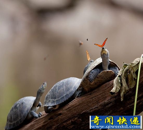 神奇大自然!蝴蝶饮哭泣的乌龟眼泪