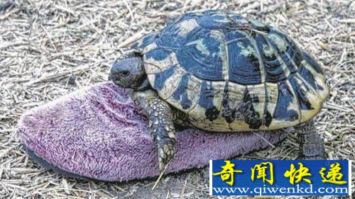 动物和物品是两种截然不同的事物，但在德国就发生了一件让人啼笑皆非的事情，德国一只60高龄的雄性乌龟把一只拖鞋当成伴侣并与之相恋30年。