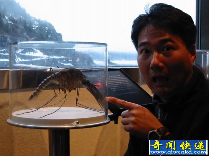 世界上最大的蚊子 吸一口血能死人
