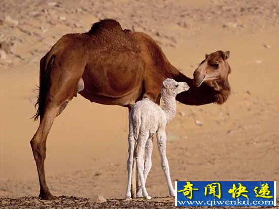 动物世界十大美丽“混血儿”