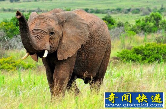 不可不惧!盘点六大难以置信的动物杀手(图)