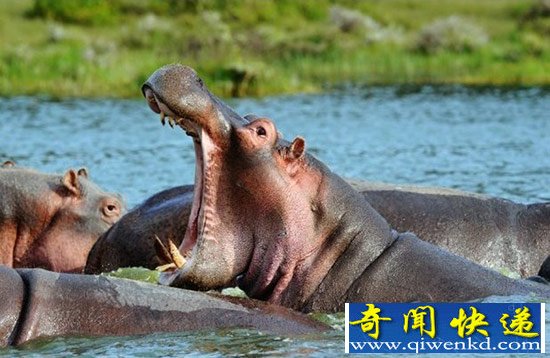 不可不惧!盘点六大难以置信的动物杀手(图)