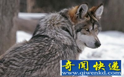 不可不知:世界上杂交动物竟然有这么多