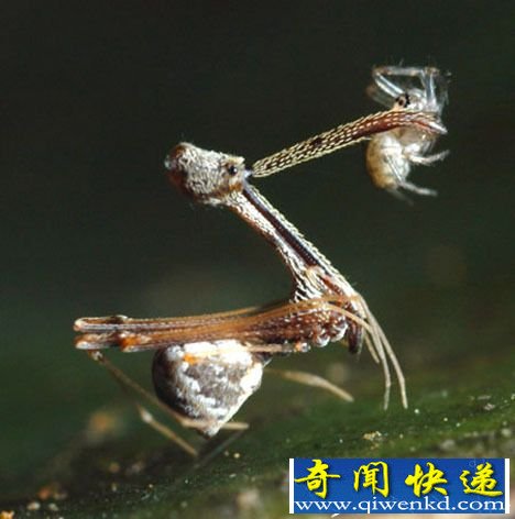 Ʒ֩룺ӳм仹뵹