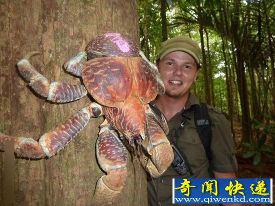 全球十大最罕见动物
