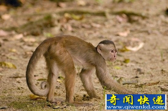 十大世界珍稀猴族盘点 吼猴声最大雪猴泡温泉