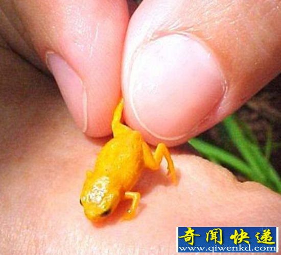 巴西热带雨林里迷你小青蛙 身长不足一厘米