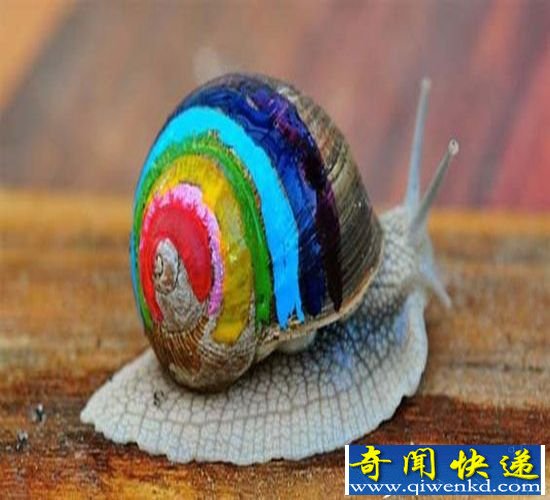 瑞典艺术家热爱在蜗牛壳上作画 作品奇幻色彩
