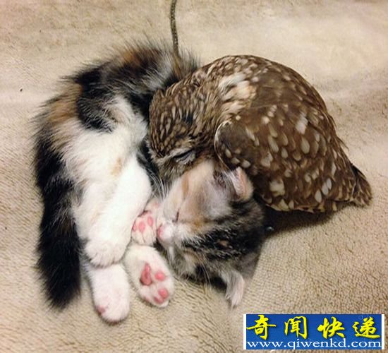 猫头鹰主题咖啡馆内 小猫和猫头鹰成为睡友