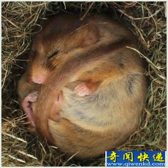 睡鼠:一种入梦香甜 怎么弄都弄不醒的动物