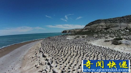 【组图】阿根廷海滩成千上万只鸬鹚 集体筑巢产卵