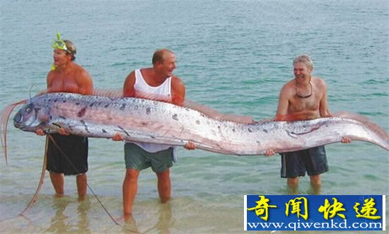 全球六大神秘生物盘点 地球存在独角兽
