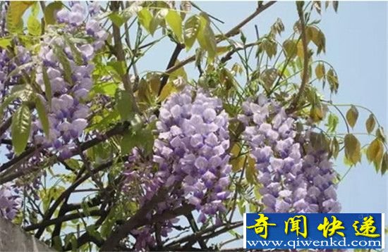 自然界十大有毒观赏花盘点 菊花水仙花都具毒性