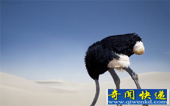 十大动物常见误解盘点 金鱼不止拥有3秒记忆