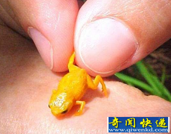 巴西惊现可爱迷你小青蛙 身长居然不到一厘米