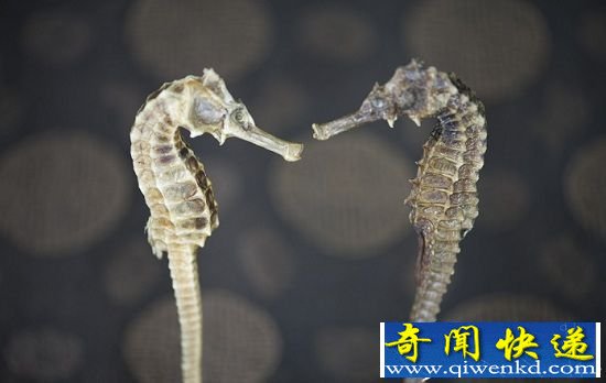 盘点动物十大特殊交配方式 蜜蜂交配时睾丸爆炸
