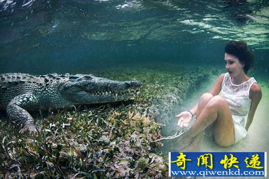 意大利名模 在水底与美洲鳄嬉戏