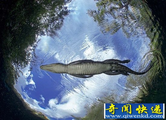 近距离接触鳄鱼 摄影师冒死跳进鳄鱼洞(组图)