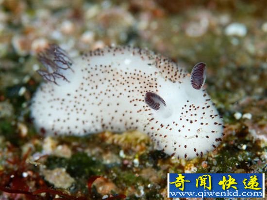 奇妙动物海蛞蝓:一只生活在海里的小兔子