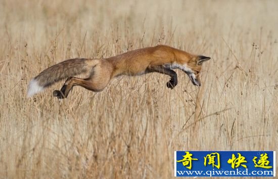 盘点:BBC年度 野生动物摄影师奖