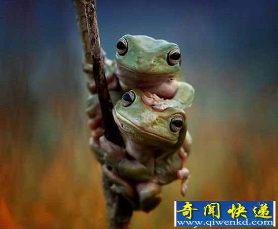 印尼可爱小青蛙 在镜头前手牵手大晒友谊