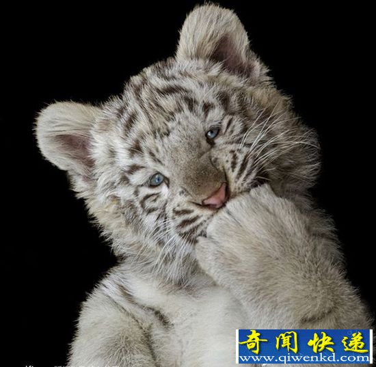 萌萌哒!动物灿烂笑容白虎幼崽掩嘴卖萌