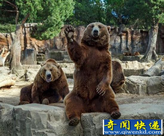 西班牙动物园:一棕熊挥爪与游客打招呼