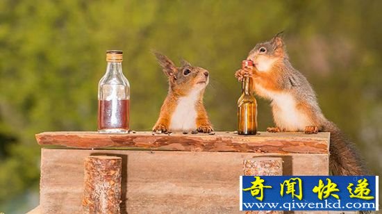 瑞典摄影师拍摄 灵巧可爱小松鼠变“酒鬼”