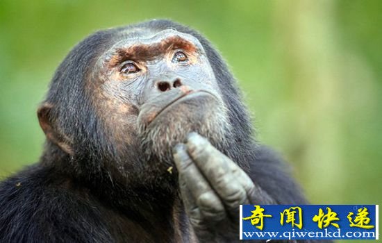 乌干达大猩猩行为艺术 模仿"沉思者"