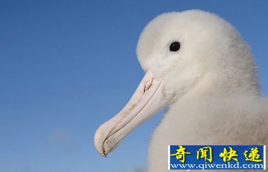 摄影师拍摄:南极洲海鸟大岛绝美震撼