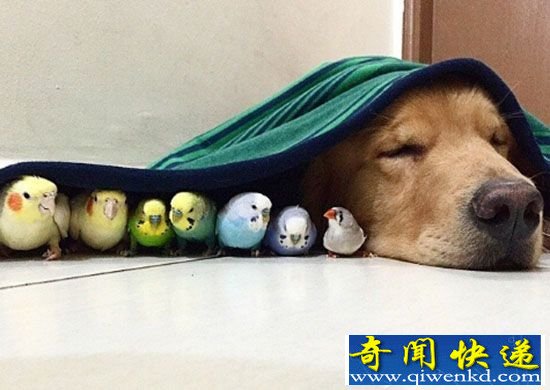 金毛犬与鹦鹉和仓鼠 共处一室亲如一家