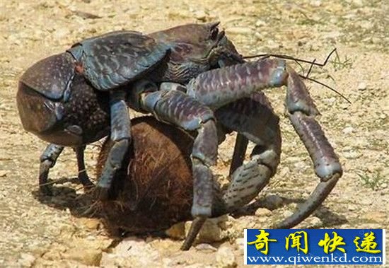 奇葩生物椰子蟹 身体长达一米还会爬树吃椰子