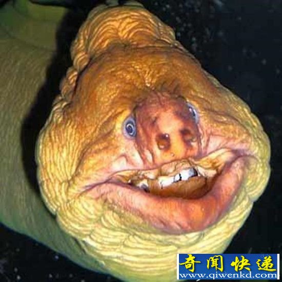 ǹ Żιο