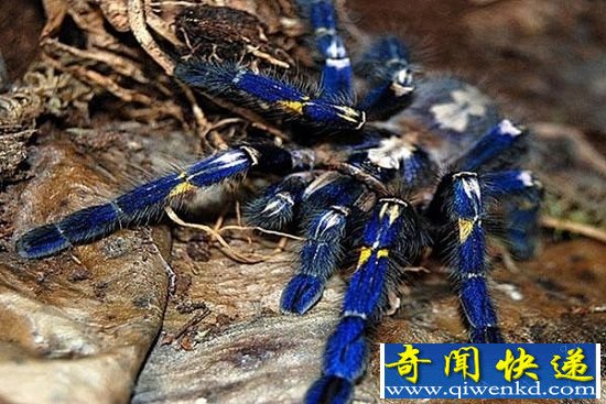 自然界十种颜色鲜艳的动物 色彩斑斓的表演