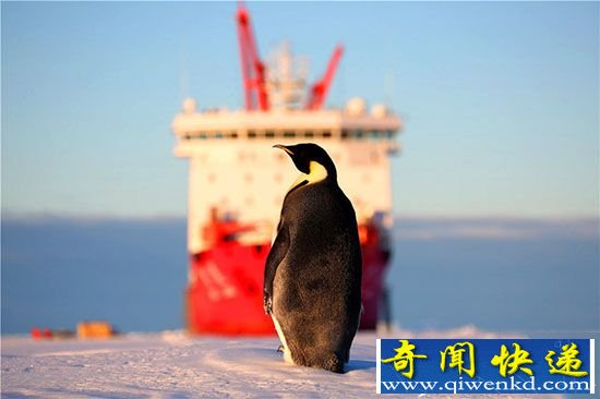 南极企鹅只因好奇 “围观”雪龙号科考船