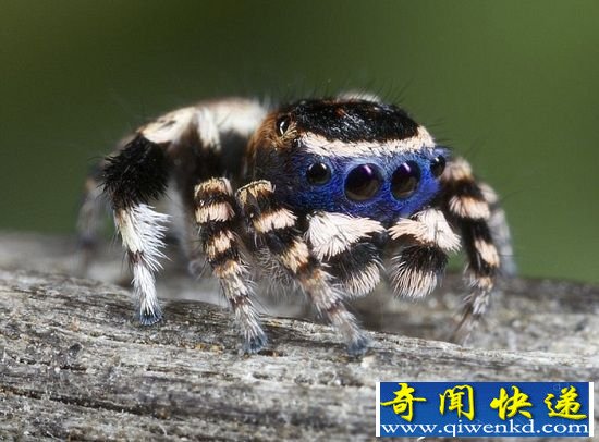 ȸȤżʽ 赸