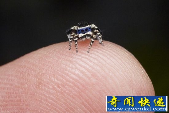 ȸȤżʽ 赸