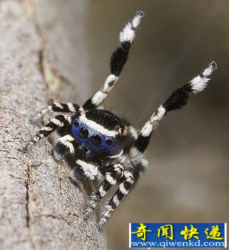 ȸȤżʽ 赸
