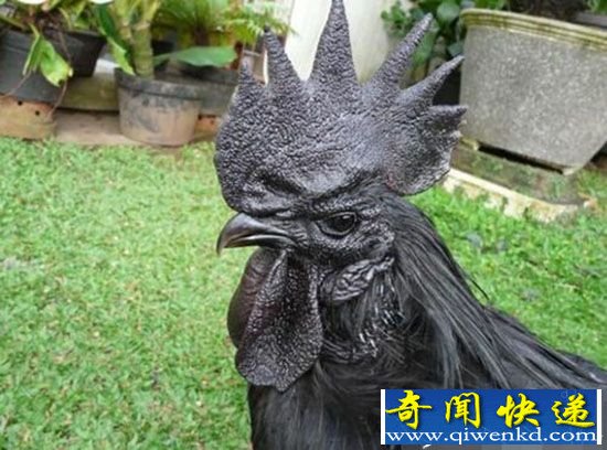 腹黑!价值2500美元的纯黑 “兰博鸡尼”