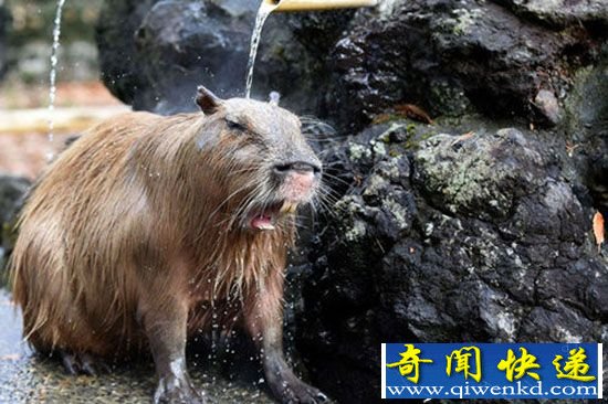 小水豚洗温泉浴 憨态可掬梦态万千